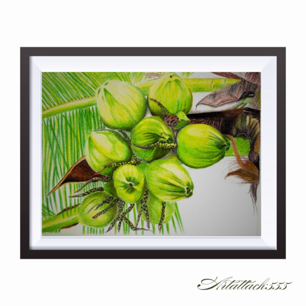 Tropical Abundance – Coconut Cluster Botanical Drawing - Image 2