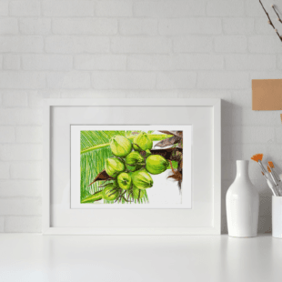 Tropical Abundance – Coconut Cluster Botanical Drawing